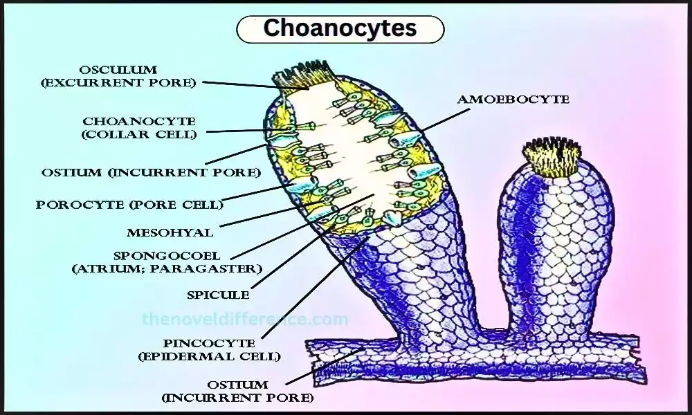 Choanocytes