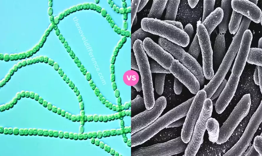 Difference Between Cyanobacteria and Proteobacteria