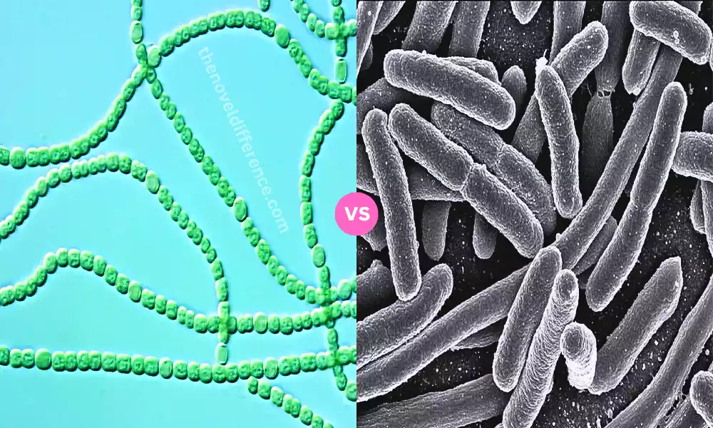 Cyanobacteria and Proteobacteria