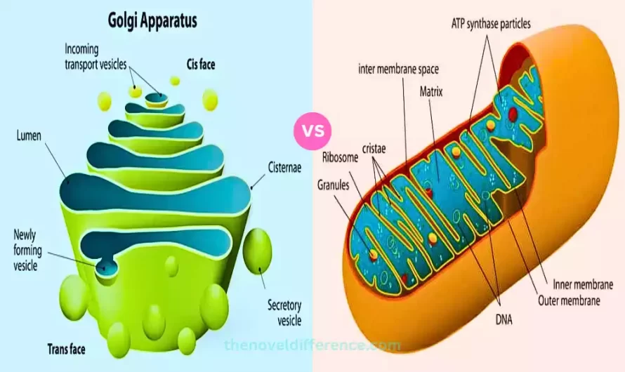 Difference Between Golgi Bodies and Mitochondria