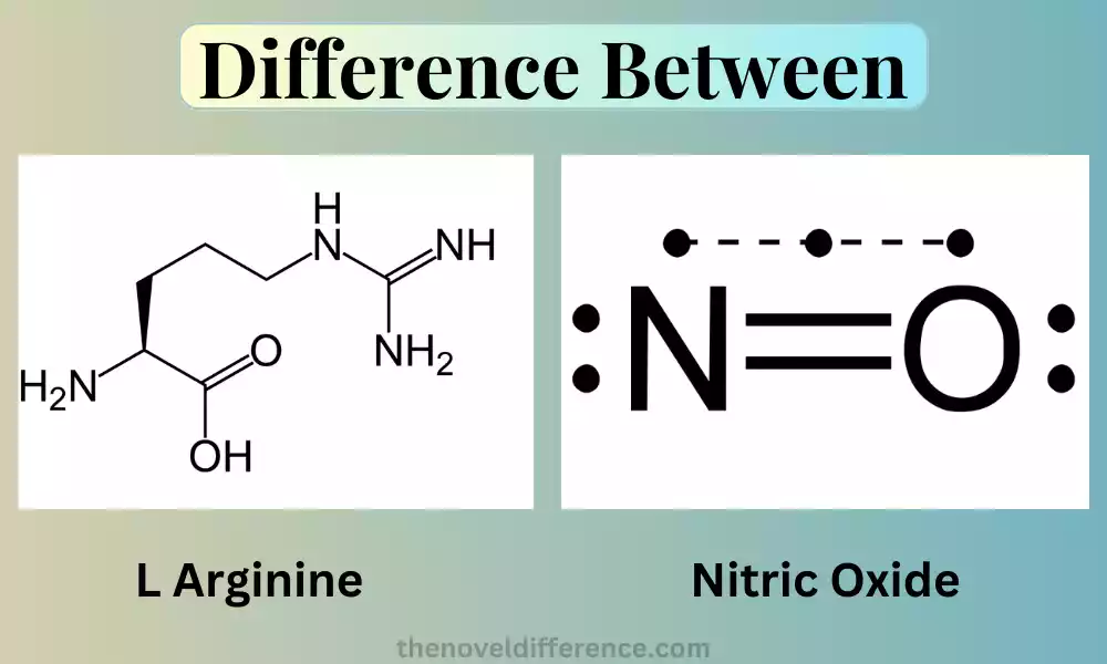 L Arginine and Nitric Oxide