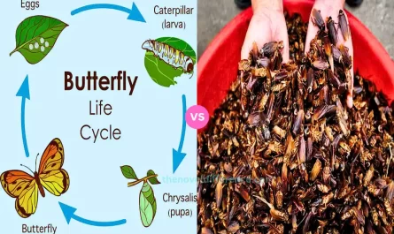 Life Cycle of Butterfly and Cockroach