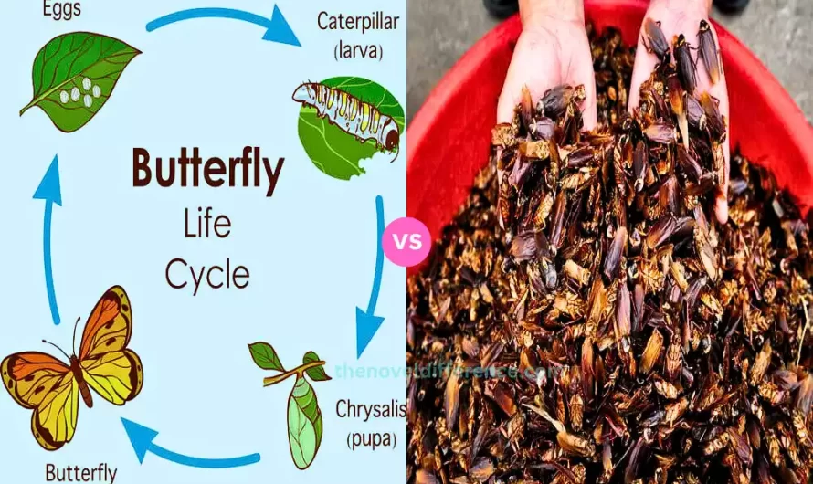 Difference Between Life Cycle of Butterfly and Cockroach