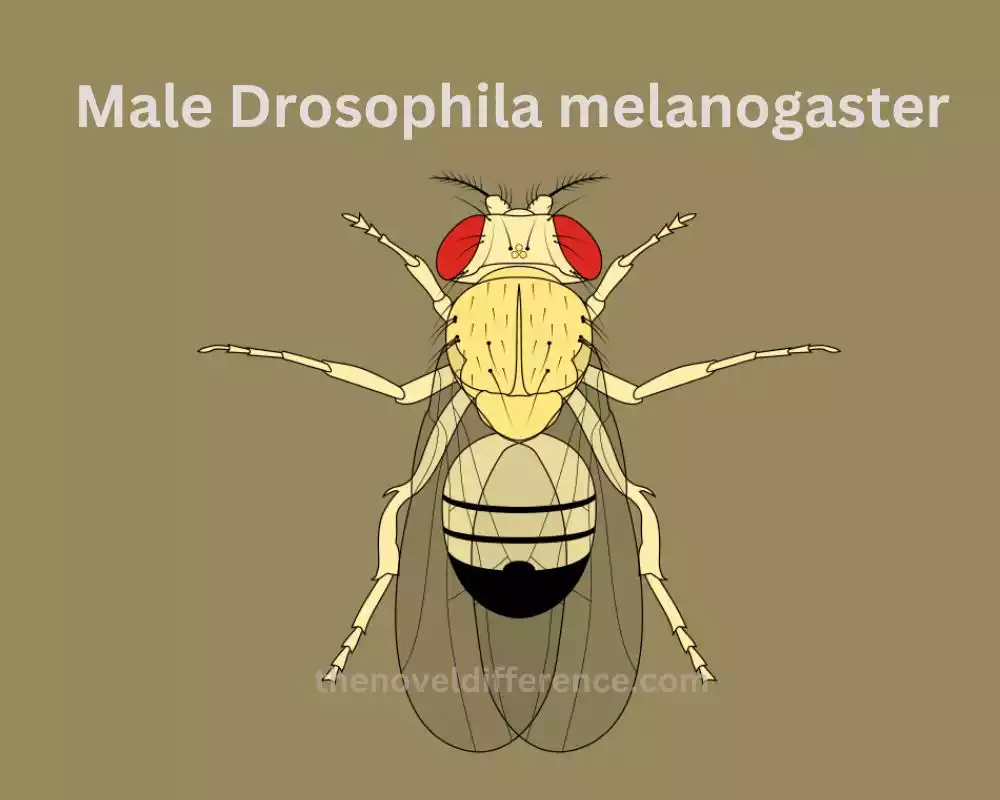 Male Drosophila melanogaster