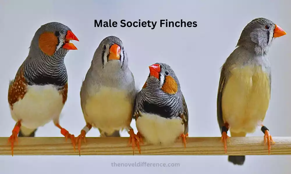 Male Society Finches
