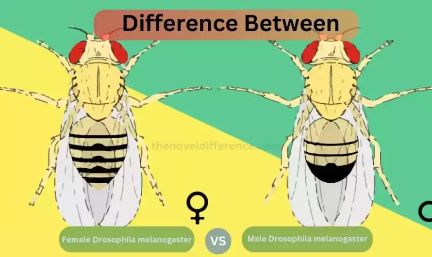 Difference Between Male and Female Drosophila melanogaster