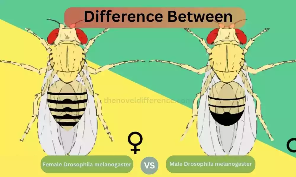 Male and Female Drosophila melanogaster