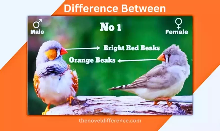 Difference Between Male and Female Society Finches