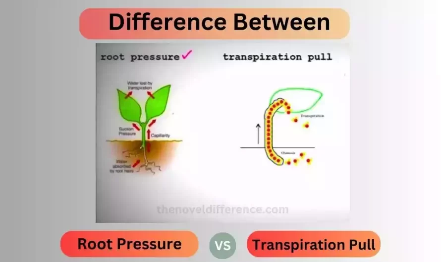 Difference Between Root Pressure and Transpiration Pull