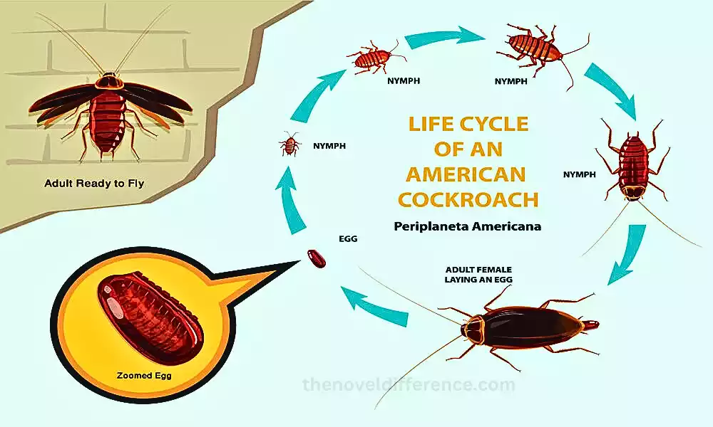 The Life Cycle of a Cockroach