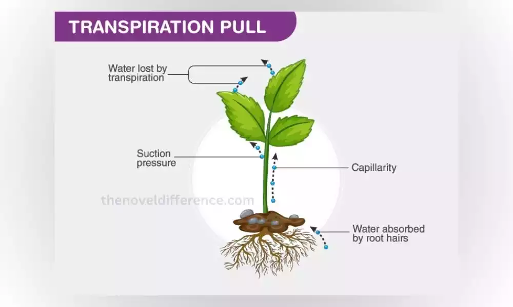 Transpiration Pull