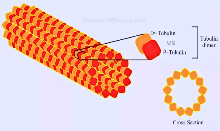 Difference Between Alpha and Beta Tubulin