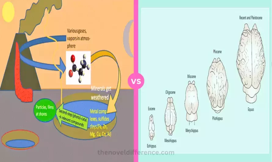 Difference Between Chemical and Organic Evolution