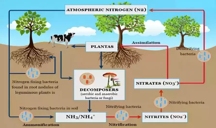 Difference Between Symbiotic and Nonsymbiotic Nitrogen Fixation