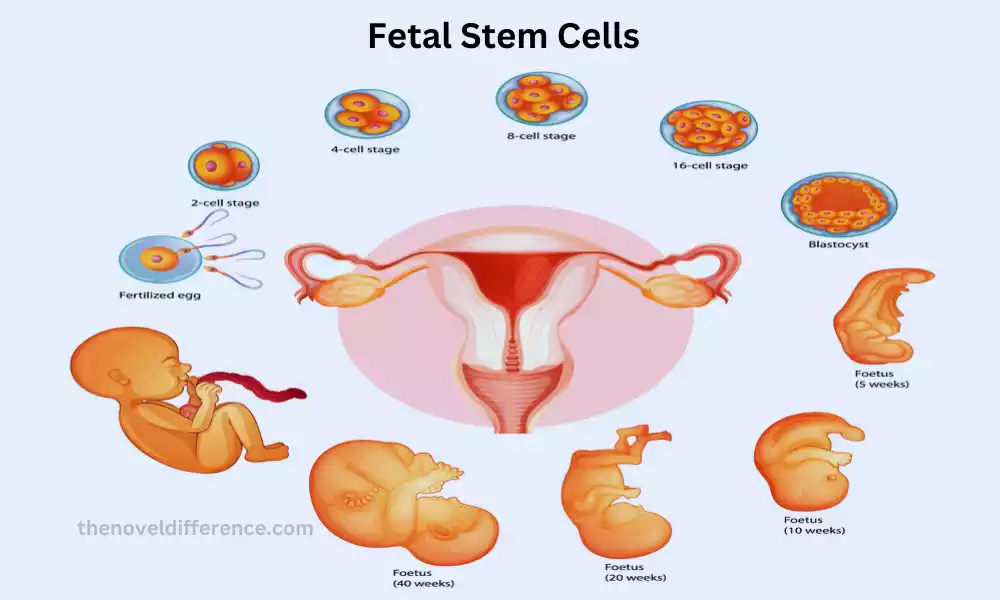 Fetal Stem Cells