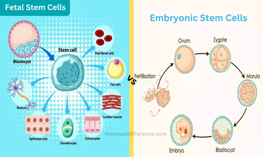 Difference Between Fetal and Embryonic Stem Cells