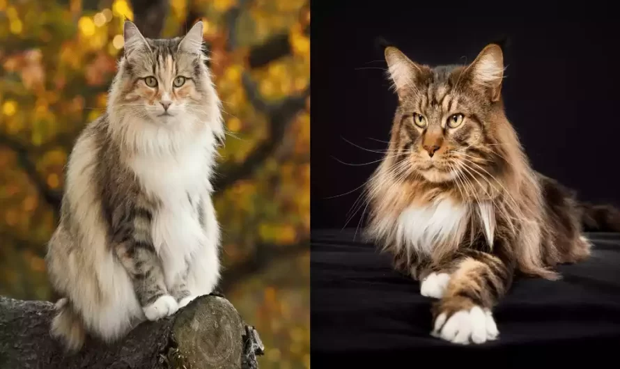 Between Maine Coon and Norwegian Forest Cat top 12 difference