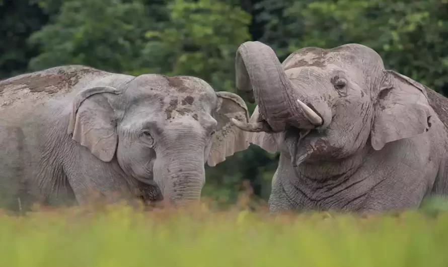 Difference Between Male and Female Elephants