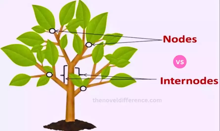 Difference Between Node and Internode