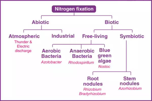 Nonsymbiotic Nitrogen Fixation