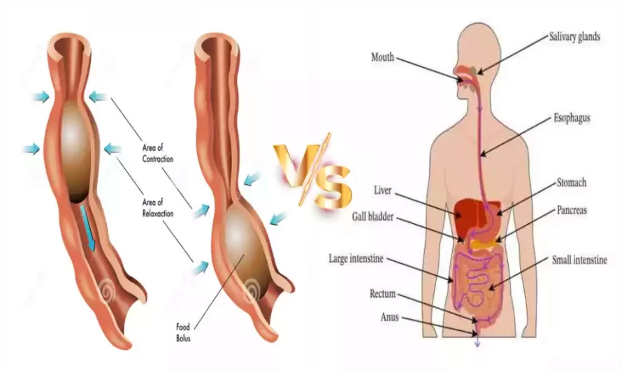 Difference Between Primary and Secondary Peristalsis