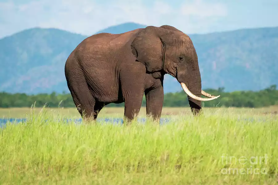 male Elephants