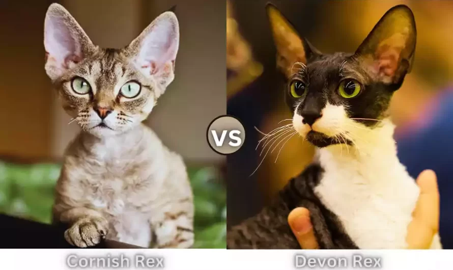 Between Devon Rex and Cornish Rex 10 best difference