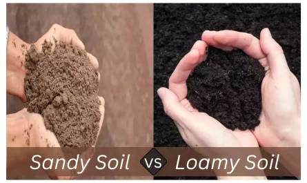 Sandy Soil and Loamy Soil