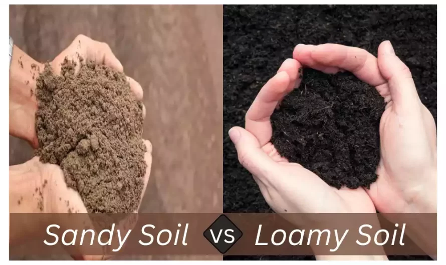 Between Sandy Soil and Loamy Soil the top 10 difference