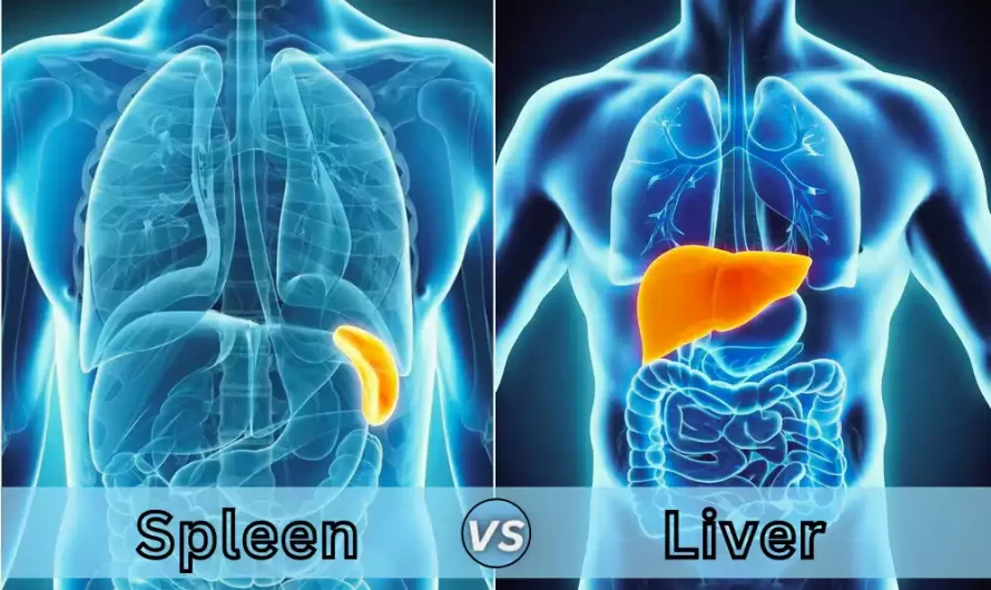 Between Spleen and Liver the best 14 difference