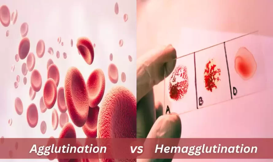 Agglutination and Hemagglutination of the best 7 difference