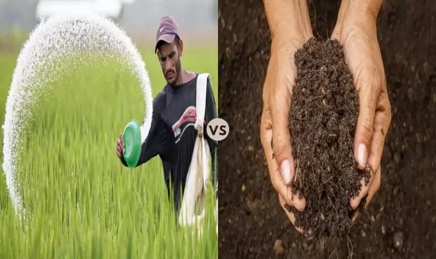 Biofertilizer and Chemical Fertilizer the 12 difference