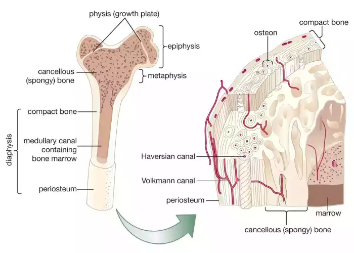 Cancellous Bone