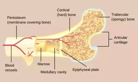 Cancellous and Cortical Bone