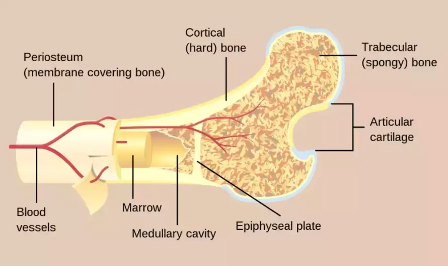 Cancellous and Cortical Bone of 11 best difference