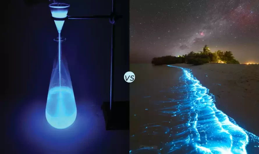 Difference Between Chemiluminescence and Bioluminescence