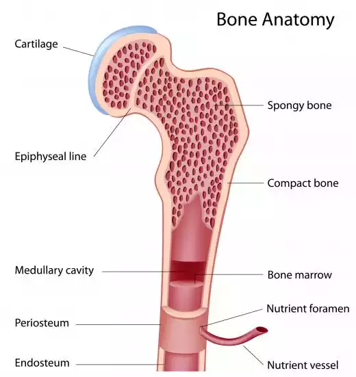 Cortical Bone