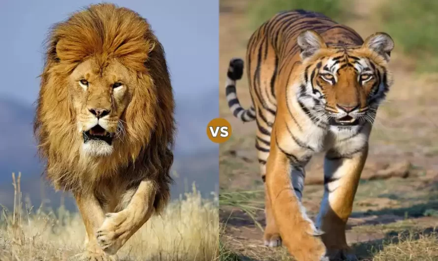 Lion vs Tiger: Fancy 10 Difference