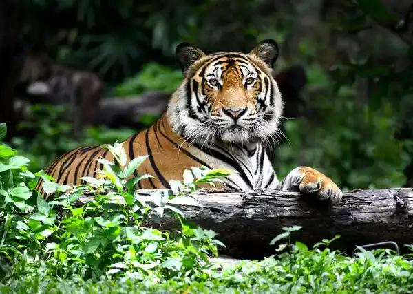 Habitat of Tigers