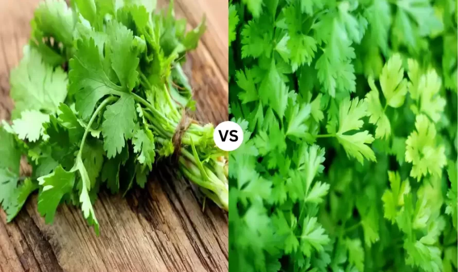Difference Between Cilantro vs Parsley