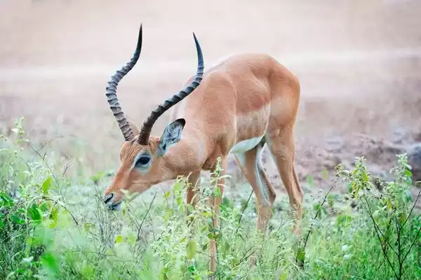 Diet and Feeding Habits of Antelope