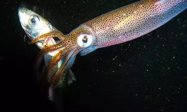 Feeding Habits of Squids