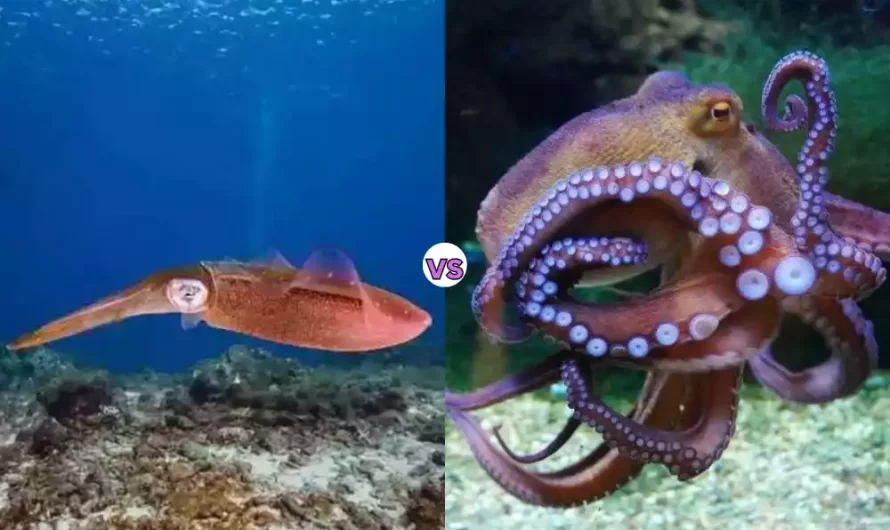 Octopus and Squid: What’s Difference