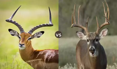 What is the Difference Between Antelope and Deer