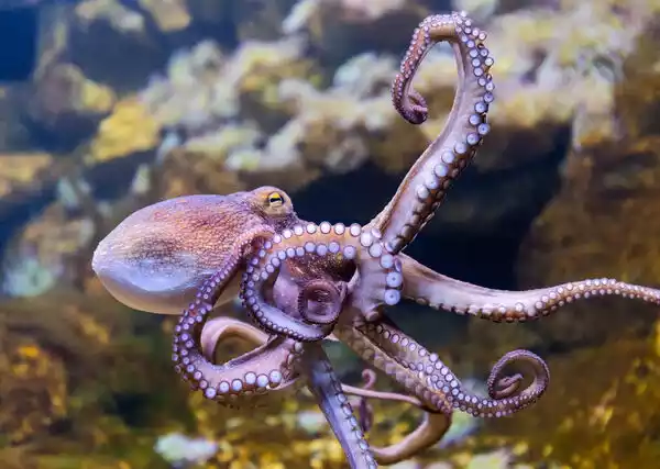 physical structure of Octopuses