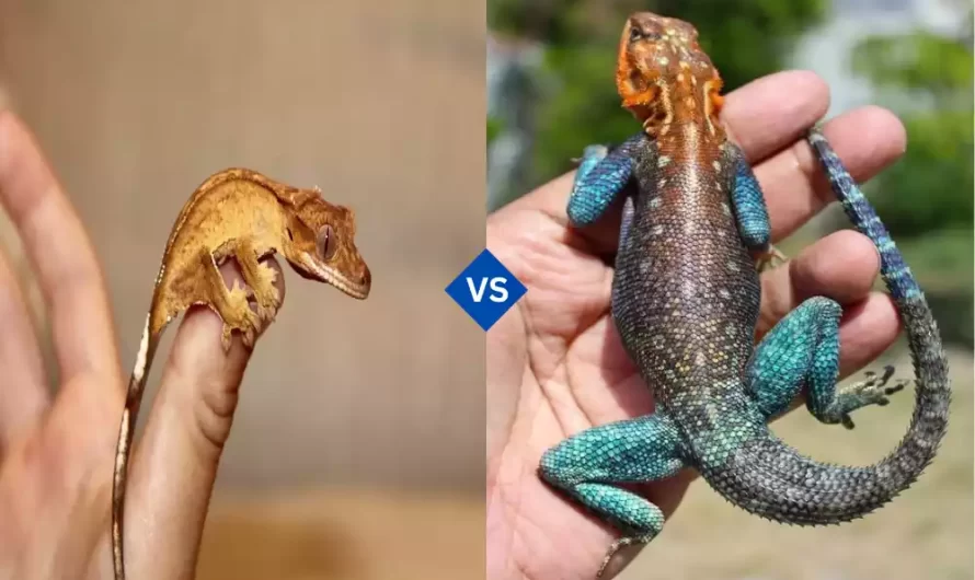Difference Between Gecko and Lizard