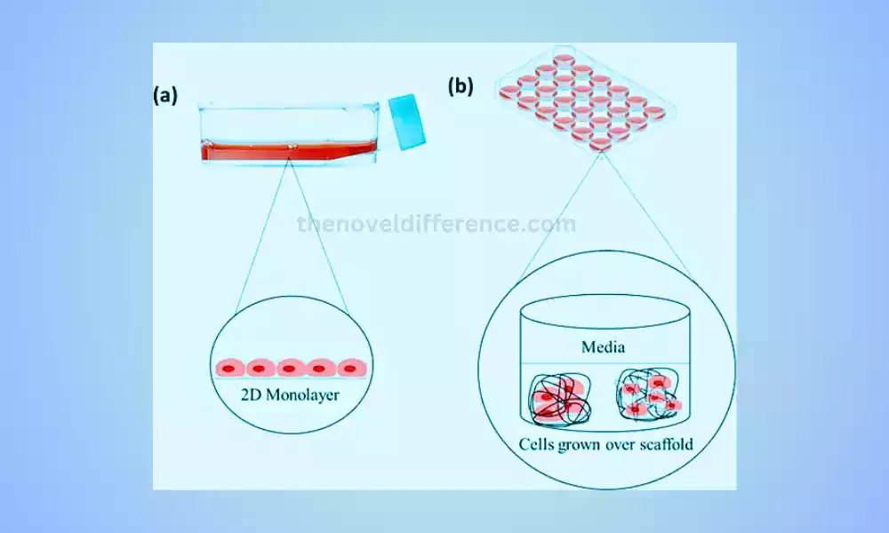 2d and 3d cell culture