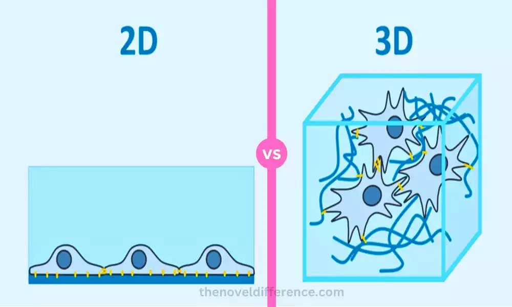 Difference Between 2D and 3D Cell Culture