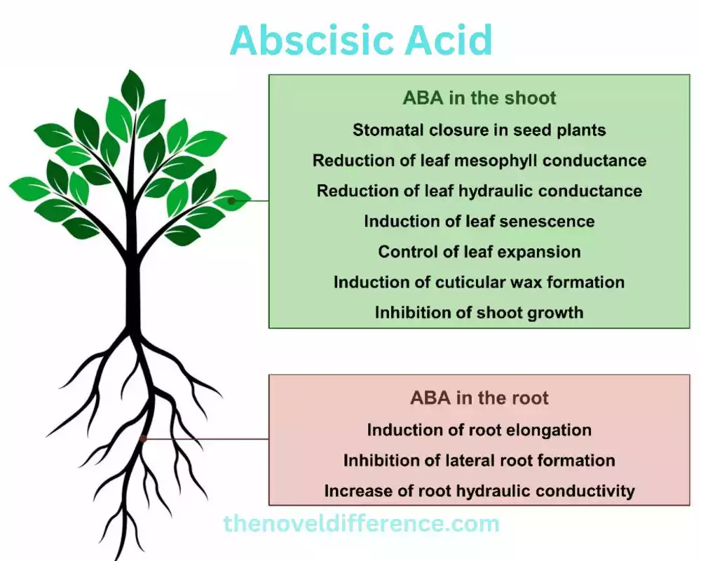 Abscisic Acid