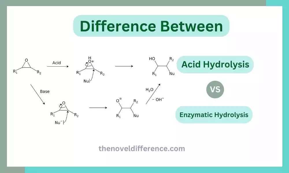 Difference Between Acid Hydrolysis and Enzymatic Hydrolysis